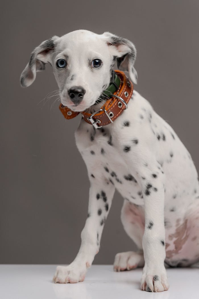 Cute Dalmatian puppy with blue eyes sitting in a studio setting. Perfect for pet lovers.